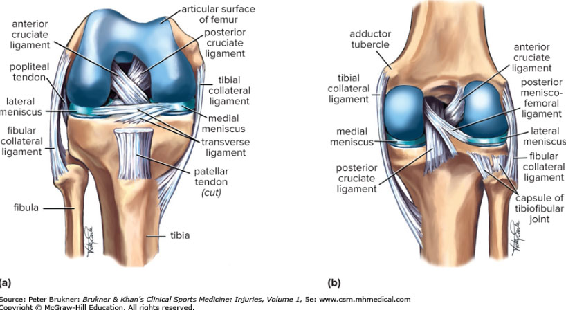 Acute-Knee-Injury-Funtional-Anatomy-Ref-Brunker-Khans-Clinical-Sports-Medicine-5th-edition