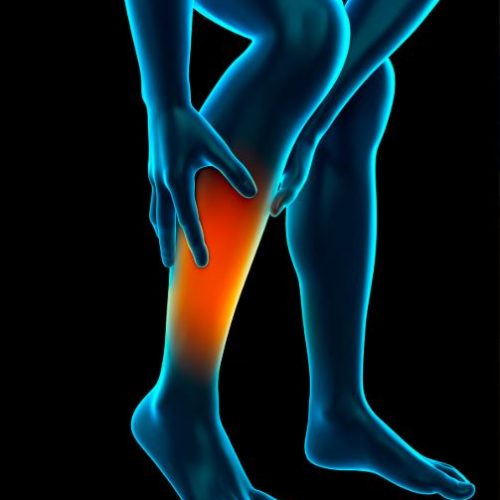 Calf-graphic-500x500