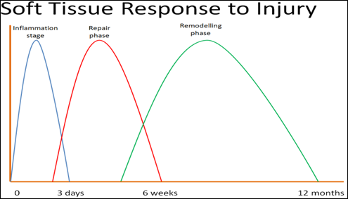 Soft-Tissue-Response-to-Injury-Graph