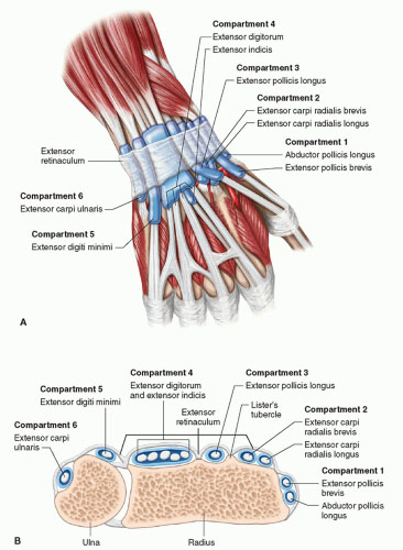 radiologykey.com_hand-and-wrist-4